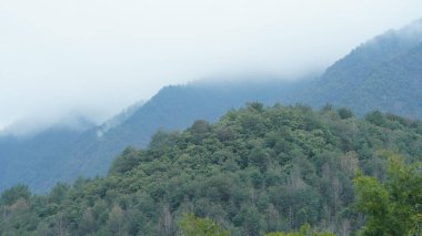 Bu güzel dağlar, güney Çin 'deki yeşil orman ve çiçek tarlalarıyla manzaralıdır.