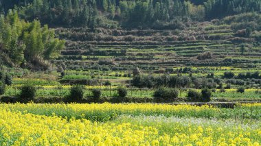 Çin 'de ilkbaharda tarlada açan sarı kanola çiçekleriyle güzel kırsal manzara.