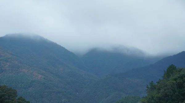 Όμορφη Θέα Στα Βουνά Πράσινο Δάσος Και Λουλούδια Τομέα Στην — Φωτογραφία Αρχείου