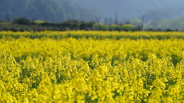 Beautiful Countryside View Yellow Canola Flowers Blooming Field China Spring — Foto Stock