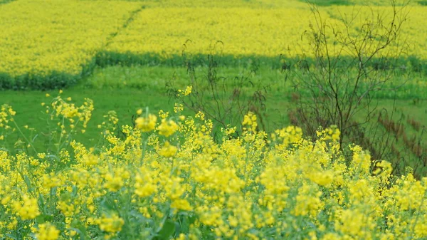 Bela Vista Campo Com Flores Amarelas Canola Florescendo Campo China — Fotografia de Stock