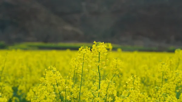 Beautiful Countryside View Yellow Canola Flowers Blooming Field China Spring — Foto Stock