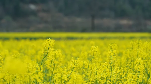 Beautiful Countryside View Yellow Canola Flowers Blooming Field China Spring — Foto Stock