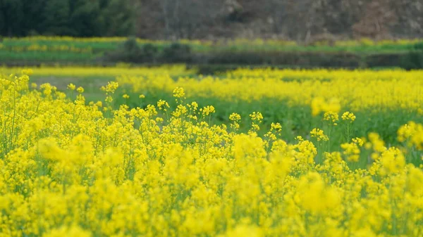 Beautiful Countryside View Yellow Canola Flowers Blooming Field China Spring — Foto Stock