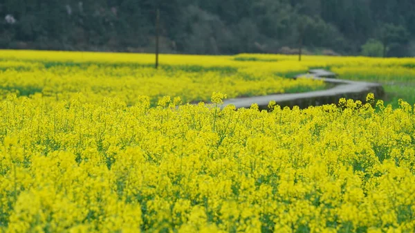 Beautiful Countryside View Yellow Canola Flowers Blooming Field China Spring — Foto Stock