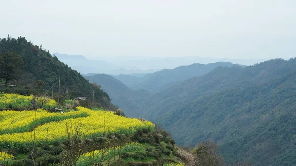 Çin Ilkbaharda Tarlada Açan Sarı Kanola Çiçekleriyle Güzel Kırsal Manzara — Stok fotoğraf