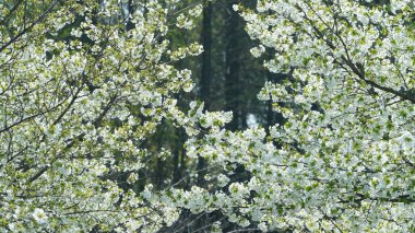 Taze yeşil filizler baharda ağaçların dallarında görünür.