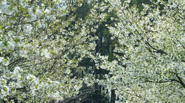 春になると木々の枝に緑の新芽が現れます — ストック写真