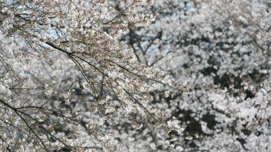 Güzel beyaz kiraz çiçekleri baharda Çin parkında çiçek açıyor.