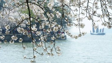 Güzel beyaz kiraz çiçekleri baharda Çin parkında göl kenarında çiçek açıyor.