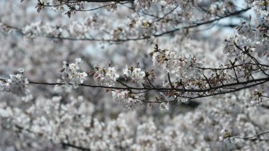 Güzel beyaz kiraz çiçekleri baharda Çin parkında çiçek açıyor.