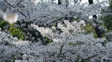 Güzel beyaz kiraz çiçekleri baharda Çin parkında çiçek açıyor.