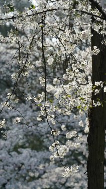 Güzel beyaz kiraz çiçekleri baharda Çin parkında çiçek açıyor.