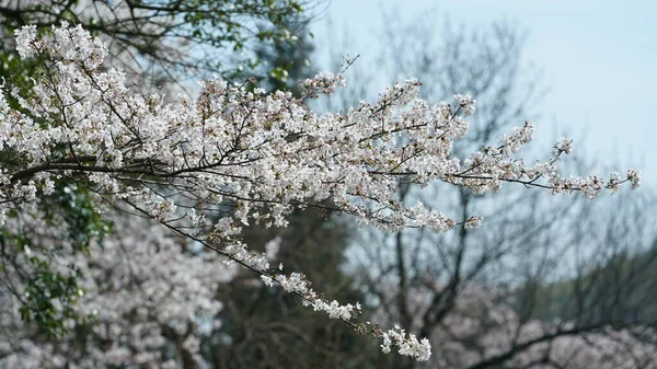 Güzel Beyaz Kiraz Çiçekleri Baharda Çin Parkında Çiçek Açıyor — Stok fotoğraf