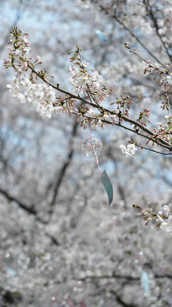 Die Windglocken Hingen Blühenden Kirschbaum Frühling China Segen Beten — Stockfoto