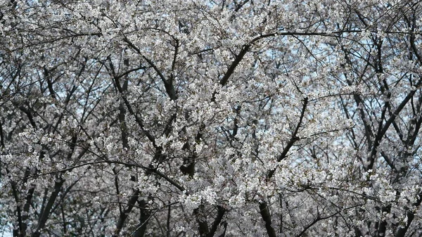 春に中国の公園に咲く美しい白い桜 — ストック写真