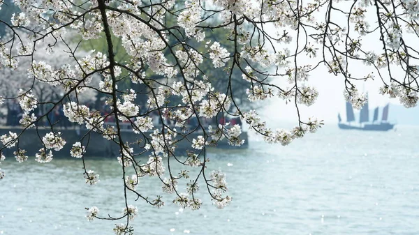 在中国的公园里 湖畔盛开着美丽的白色樱花 — 图库照片