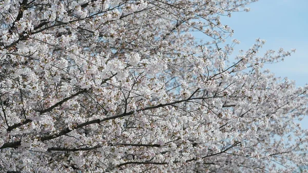 Les Belles Fleurs Cerisier Blanc Fleurissent Dans Parc Chine Printemps — Photo