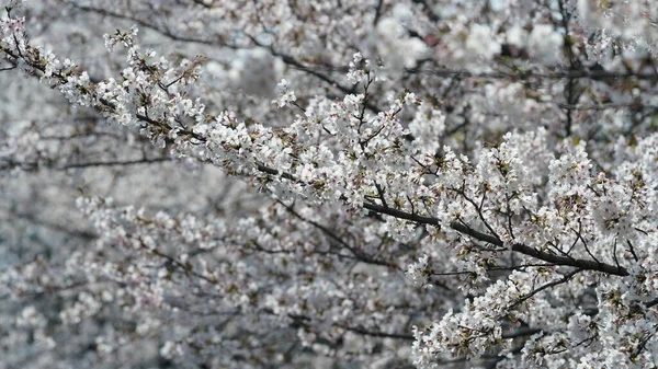 Beautiful White Cherry Flowers Blooming Park China Spring — Stockfoto