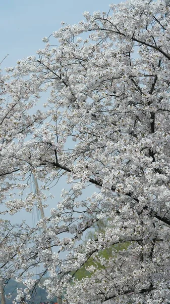 春に中国の公園に咲く美しい白い桜 — ストック写真