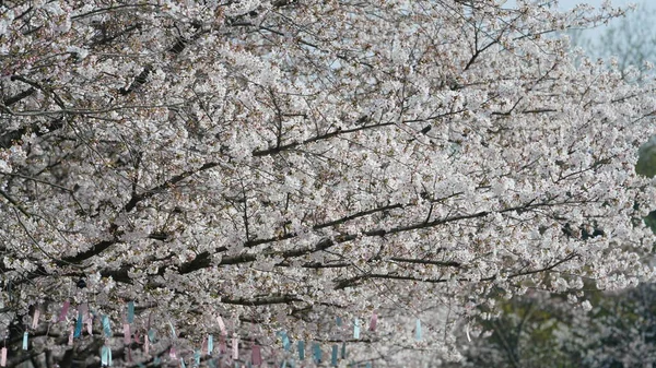 Beautiful White Cherry Flowers Blooming Park China Spring — 图库照片
