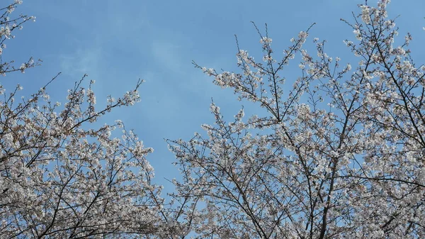 春に中国の公園に咲く美しい白い桜 — ストック写真