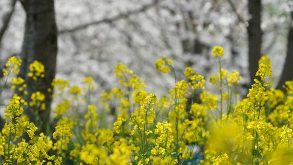 Beautiful Countryside View Yellow Canola Flowers Blooming Park China Spring — Foto Stock