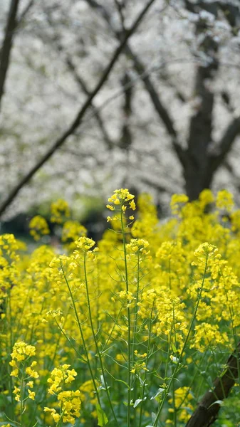 Beautiful Countryside View Yellow Canola Flowers Blooming Park China Spring — Stock Photo, Image