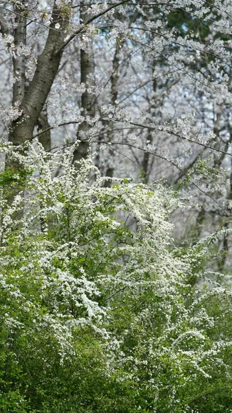 春になると木々の枝に緑の新芽が現れます — ストック写真