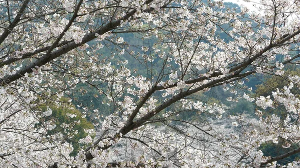 Les Belles Fleurs Cerisier Blanc Fleurissent Dans Parc Chine Printemps — Photo