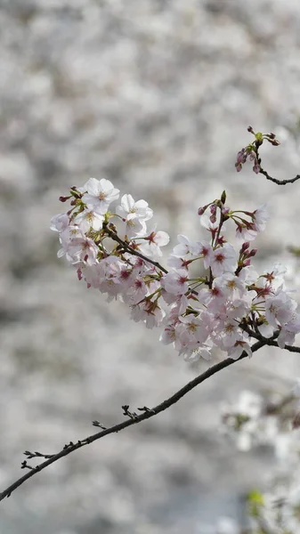 Beautiful White Cherry Flowers Blooming Park China Spring — Stockfoto