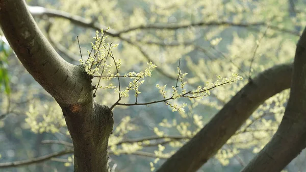 Čerstvě Zelené Výhonky Pohled Větve Stromů Jaře — Stock fotografie