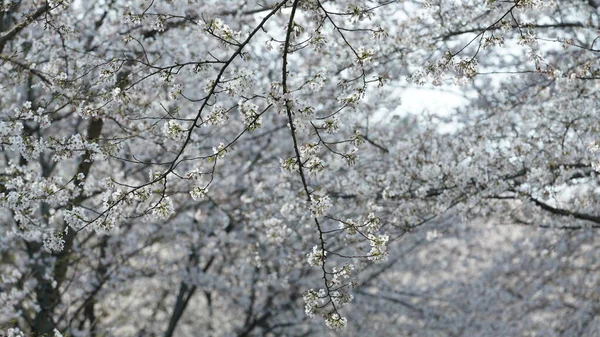 Beautiful White Cherry Flowers Blooming Park China Spring — Stock Photo, Image
