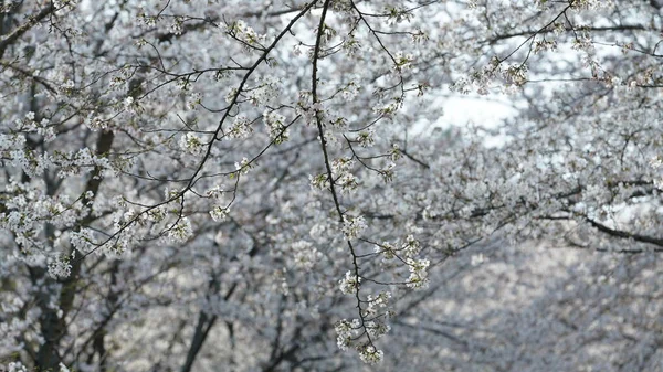 Beautiful White Cherry Flowers Blooming Park China Spring — Stockfoto