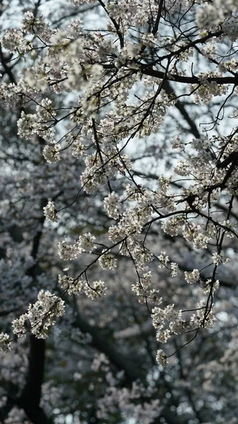 春に中国の公園に咲く美しい白い桜 — ストック写真