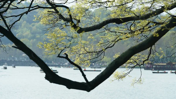 Красивое Озеро Китайском Городе Ханчжоу Весной Мирным Озером Свежими Зелеными — стоковое фото