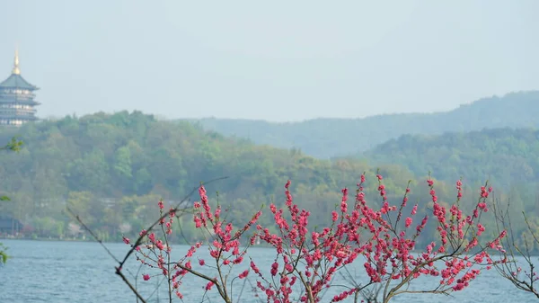 Prachtige Meer Landschappen Hangzhou Stad Van China Het Voorjaar Met — Stockfoto