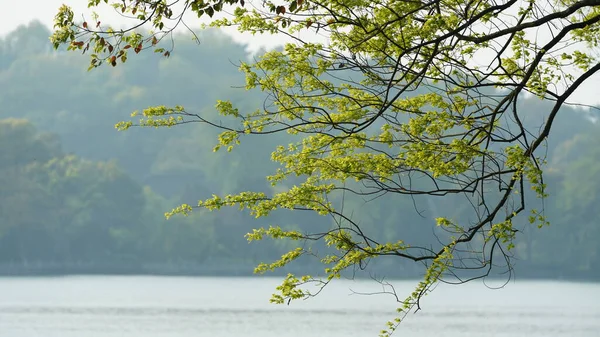 Belas Paisagens Lago Cidade Hangzhou China Primavera Com Lago Tranquilo — Fotografia de Stock