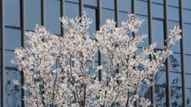 Baharda Çin 'deki parkta açan güzel kiraz çiçekleri.