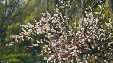 Baharda Çin 'deki parkta açan güzel kiraz çiçekleri.