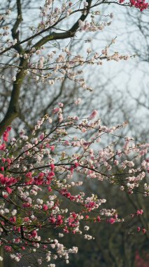 Baharda Çin 'deki parkta açan güzel kiraz çiçekleri.