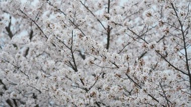 Baharda Çin 'deki parkta açan güzel kiraz çiçekleri.