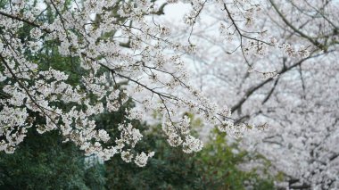 Baharda Çin 'deki parkta açan güzel kiraz çiçekleri.