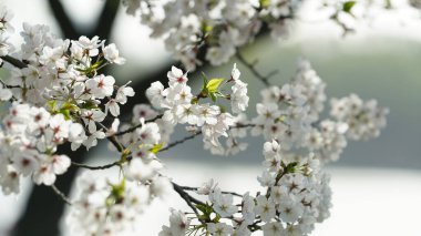 Baharda Çin 'deki parkta açan güzel kiraz çiçekleri.