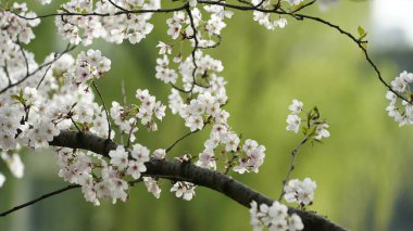 Baharda Çin 'deki parkta açan güzel kiraz çiçekleri.