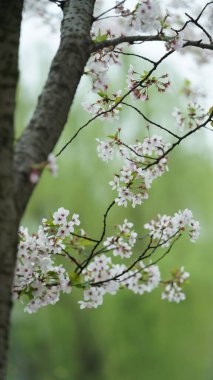 Baharda Çin 'deki parkta açan güzel kiraz çiçekleri.
