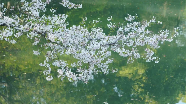 Las Hermosas Flores Cerezo Que Florecen Parque China Primavera — Foto de Stock