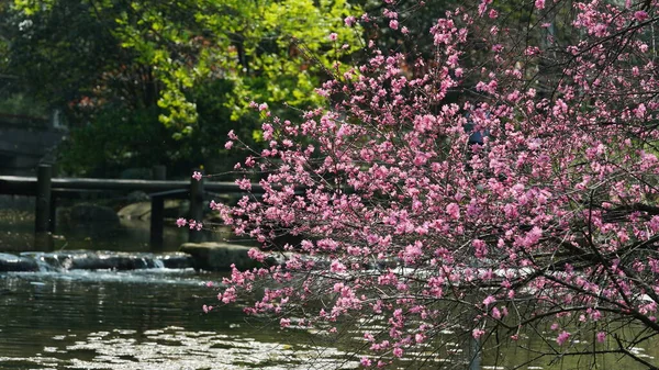 Belas Flores Cereja Florescendo Parque China Primavera — Fotografia de Stock