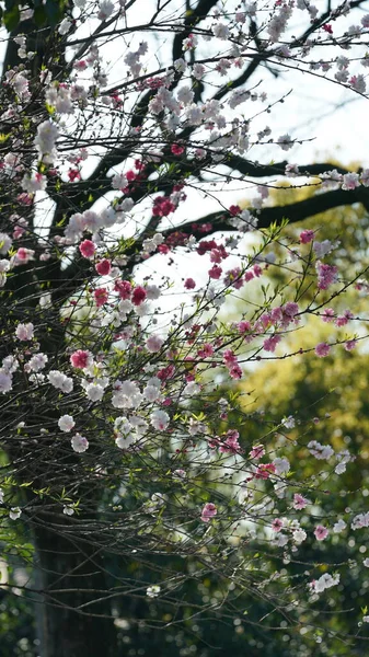 Baharda Çin 'deki parkta açan güzel kiraz çiçekleri.