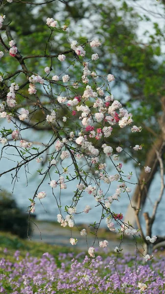 Beautiful Cherry Flowers Blooming Park China Spring — Fotografia de Stock